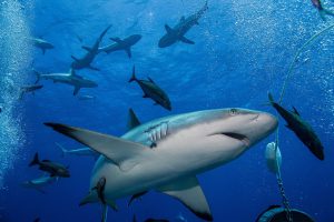 Coral Sea, Osprey Reef Oceanic sharks