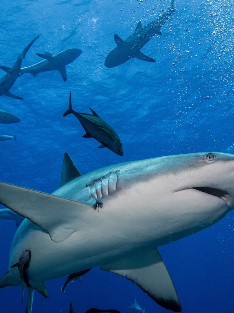 Coral Sea, Osprey Reef Oceanic sharks
