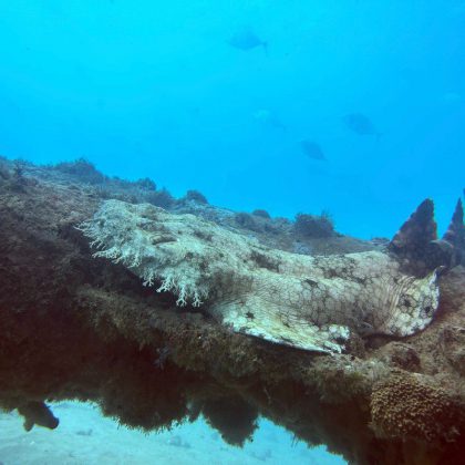 Diving Ningaloo Reef, Exmouth