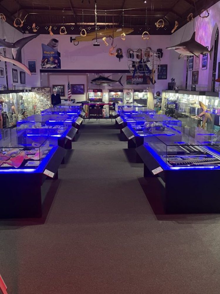 Rodney Fox Shark Museum and Learning Centre (Opens 14th July 2022)