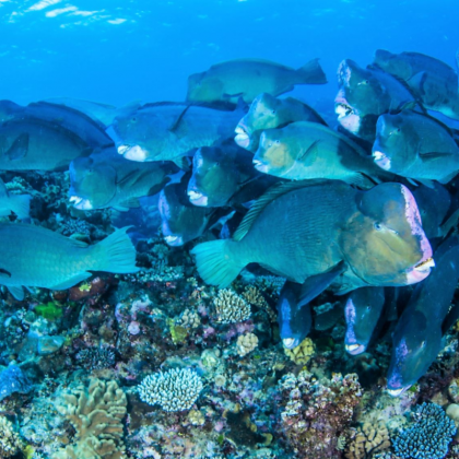 Liveaboard 3 Days 2 Nights