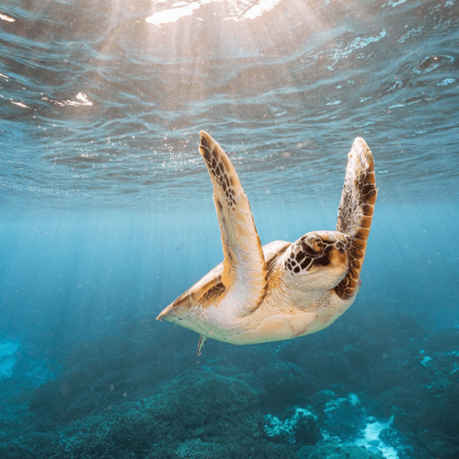 Liveaboard 3 Days 2 Nights SSI Open Water Dive Course (7)