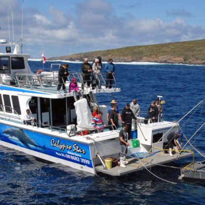 Calypso Star Charters -shark-boat