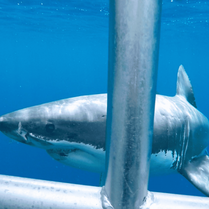 Shark Cage Diving Port Lincoln