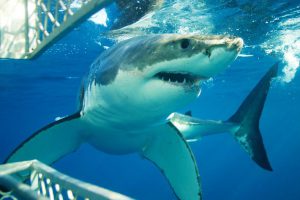Shark Diving Port Lincoln Australia