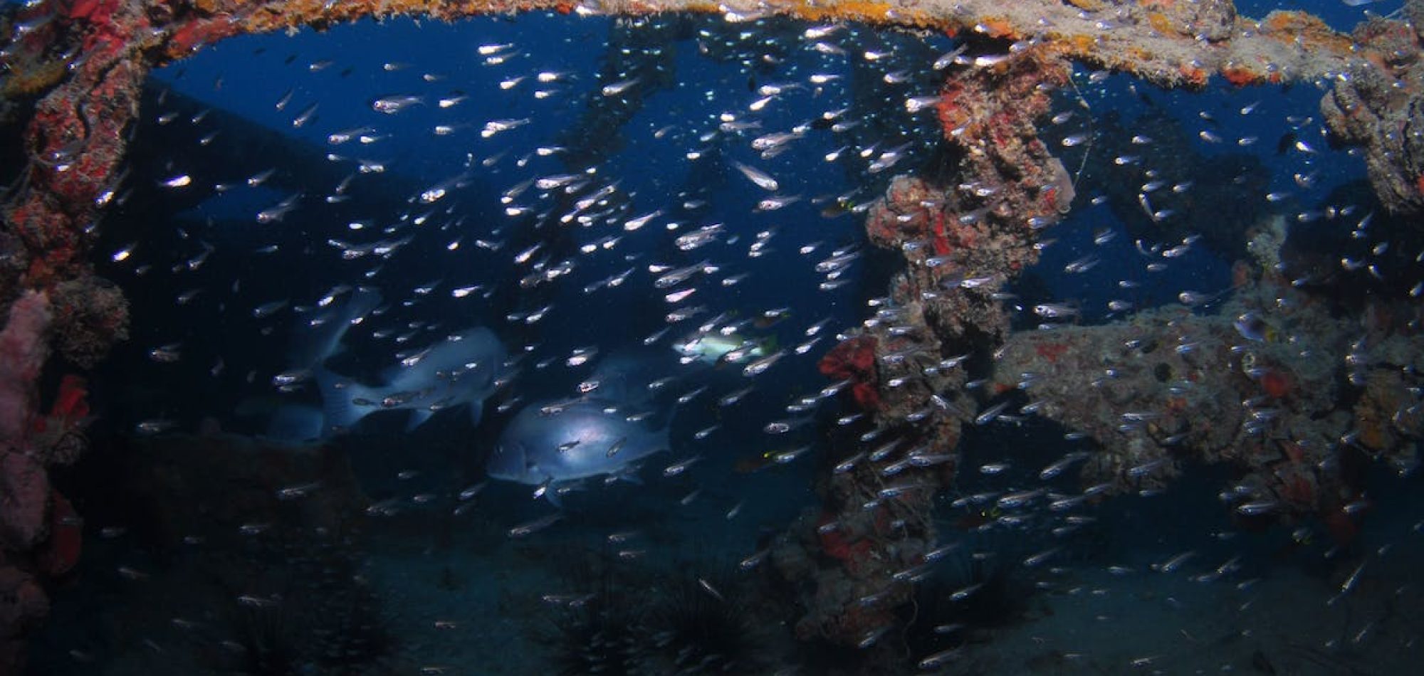 Marine Life on Lady Bowen shipwreck, Mission Beach Great Barrier Reef Australia