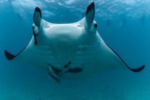 Manta Ray Coral Bay, Ningaloo Reef Australia