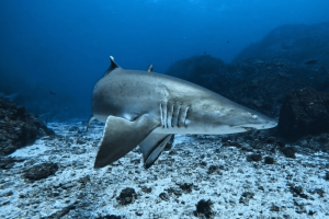 Grey Nurse Shark