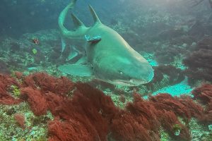 Grey Nurse Shark 9 Mile Reef Australia