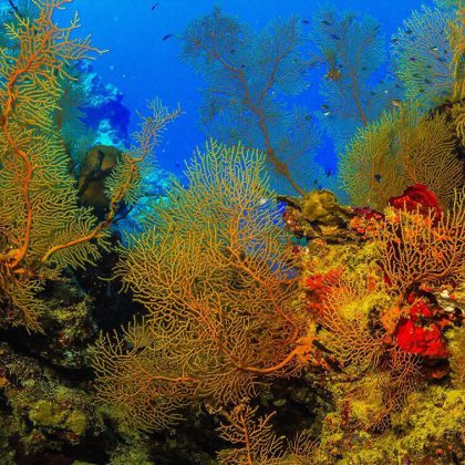 MIke Ball Coral Sea Reef