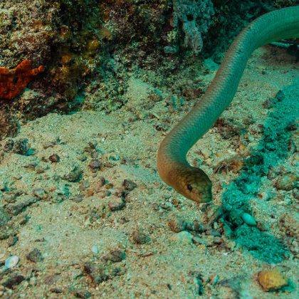Australia's Coral Sea - Olive Sea Snake