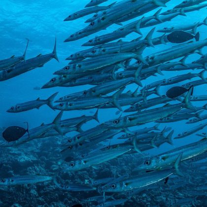 Australia's Coral Sea - School of barracuda