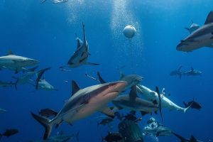 Shark Feed Coral Sea