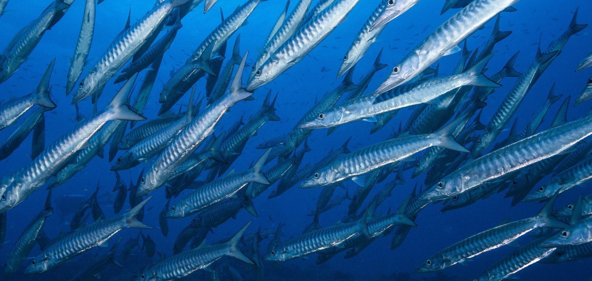 School of Barracuda on the Ribbon Reefs, Great Barrier Reef
