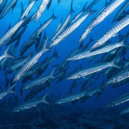 School of Barracuda on the Ribbon Reefs, Great Barrier Reef