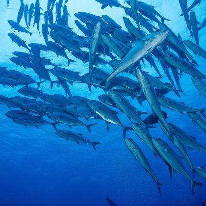 Ribbon Reefs - Steve's Bommie