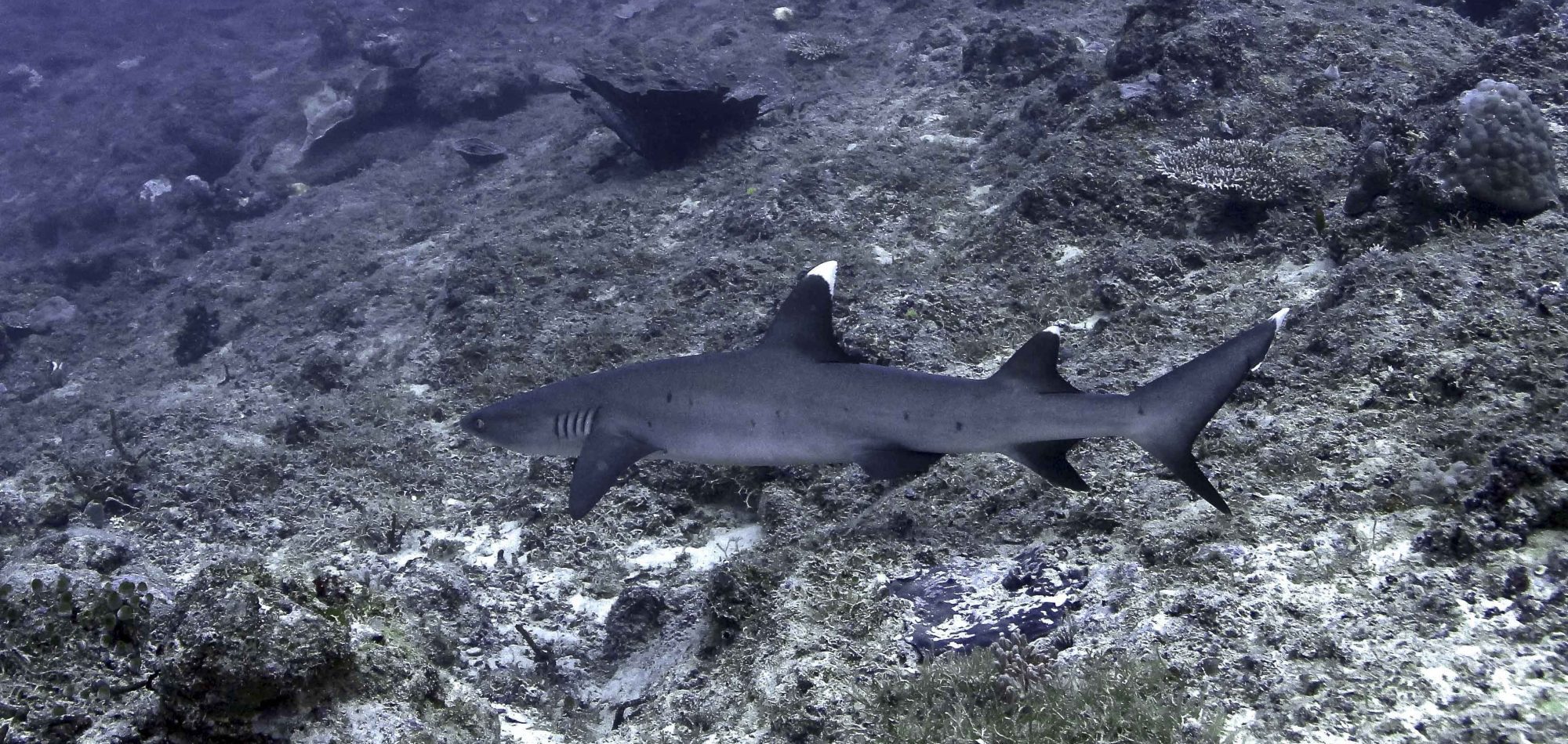 Ribbon Reefs, Great Barrier Reef - White tip Reef Shark