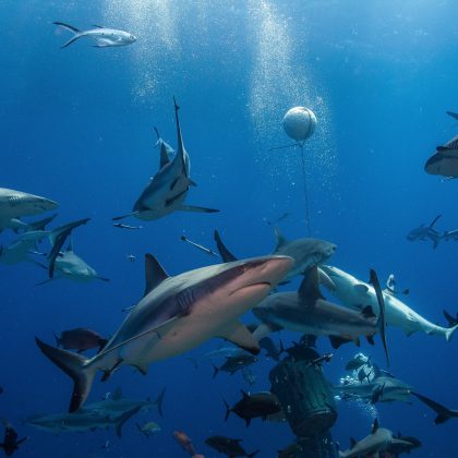 Shark feed Coral Sea