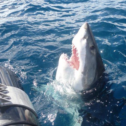 Great White Shark Dive Port Lincoln