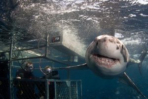 Shark Cage Dive Port Lincoln