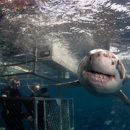 Shark Cage Dive Port Lincoln