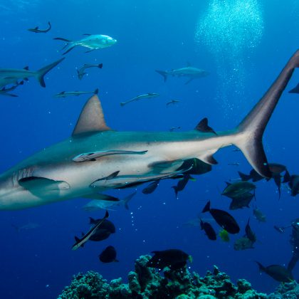 Oceanic Sharks in the Coral Sea