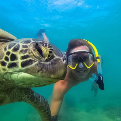 Turtle - Snorkelling White Haven Beach