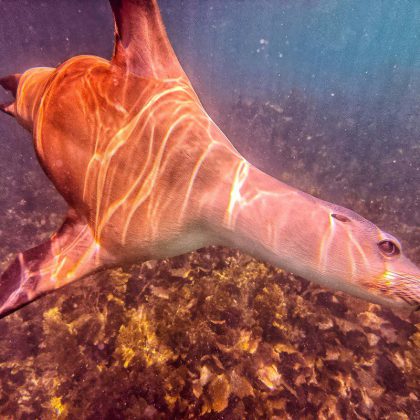 Australia Sea Lion - Port Lincoln