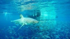 Great White Shark Cage Diving Port Lincoln