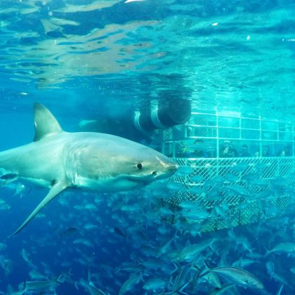 Great White Shark Cage Diving Port Lincoln