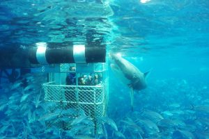 Great White Shark Surface Cage Diving Port Lincoln