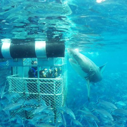 Great White Shark Surface Cage Diving Port Lincoln
