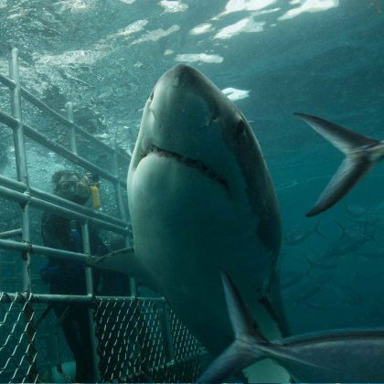 Shark surface cage dive - Port Lincoln