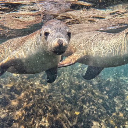 Swimming with Seal Lions - Port Lincoln