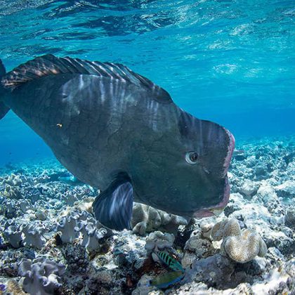 Bumphead Parriot Fish - Great Barrier Reef