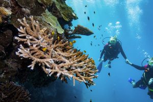 Cruise Whitsundays - Introductory Dive