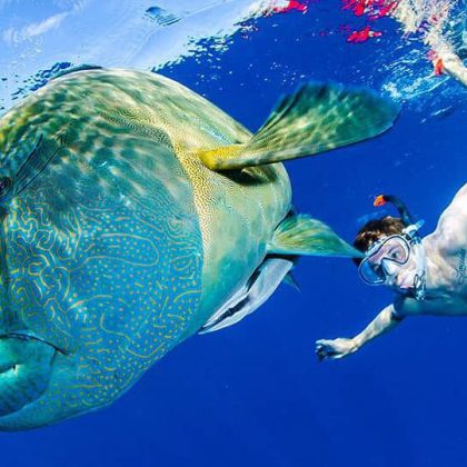 Maori Wrasse - Great Barrier Reef
