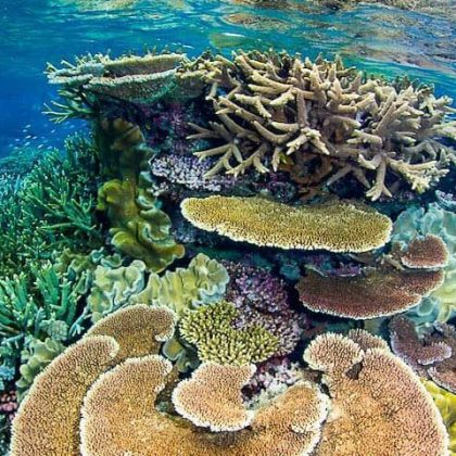 Coral Reef - Great Barrier Reef