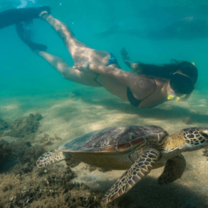 Calypso Low Isles Half Day Cruises - Snorkelling (3)