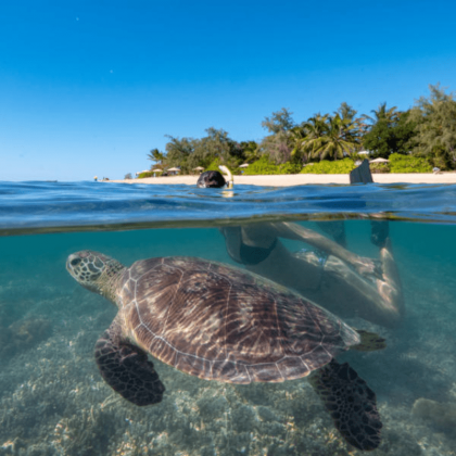 Calypso Low Isles Half Day Cruises - Snorkelling