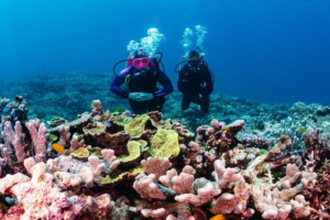Dive Spear Sport Southern Great Barrier Reef