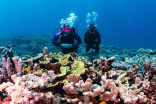 Premium Diving Adventures in Australia: Unlock the World’s Richest Waters