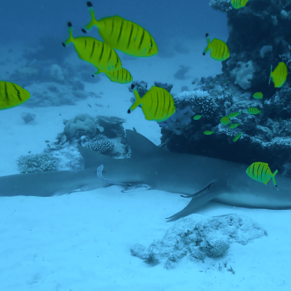 Dive Spear Sport Southern Great Barrier Reef (6)