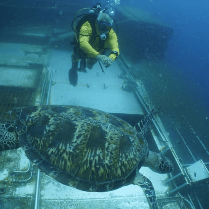 Hervey Bay Tobruk Dive Tour (4)