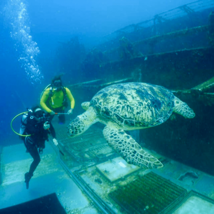 Dive In Australia Hervey Bay Tobruk Dive