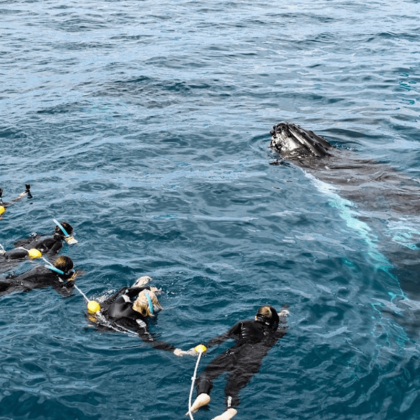 Hervey Bay Whale Swim and Watch (4)