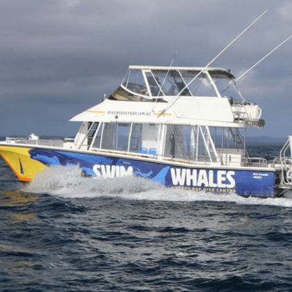 Hervey Bay Whale Swim and Watch