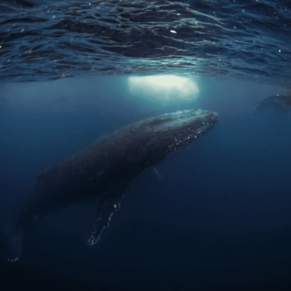 Dive In Australia Hervey Bay Whale Swim and Watch