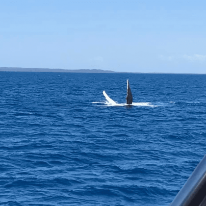 Hervey Bay Whale Swim and Watch (9)