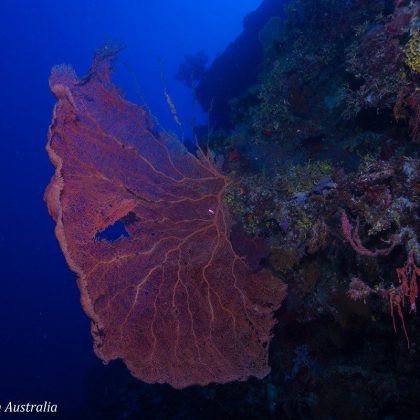 Dive in Australia's - Holmes Reef, Coral Sea